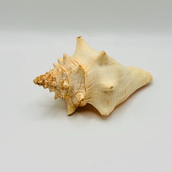 Accents | Natural Conch Sea Shell 5 Spiked Spiral Beach Coastal ...